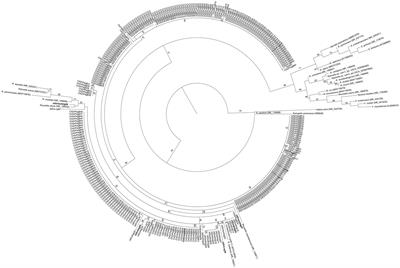 A polyphasic taxonomy analysis reveals the presence of an ecotype of Rahnella contaminans associated with the gut of Dendroctonus-bark beetles